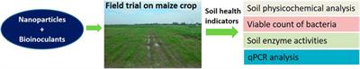 Assessment of Soil Health Indicators Under the Influence of Nanocompounds and Bacillus spp. in Field Condition